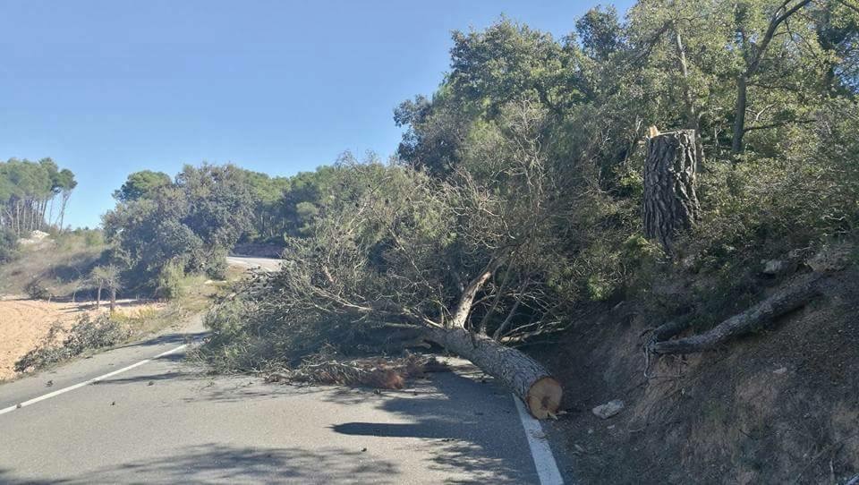... и поваленных деревьев